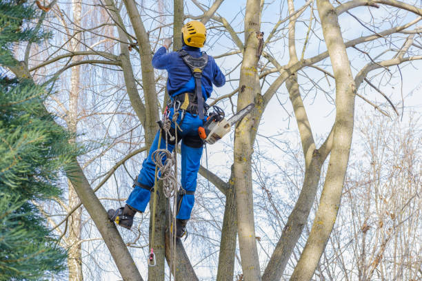 Best Commercial Tree Services  in Sherwood, OH