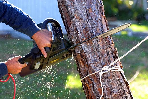 Best Hedge Trimming  in Sherwood, OH