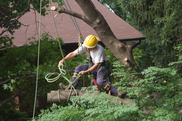 Best Emergency Tree Removal  in Sherwood, OH