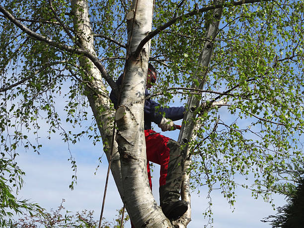 Best Storm Damage Tree Cleanup  in Sherwood, OH