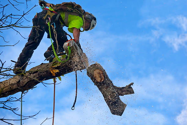 Best Tree Trimming and Pruning  in Sherwood, OH